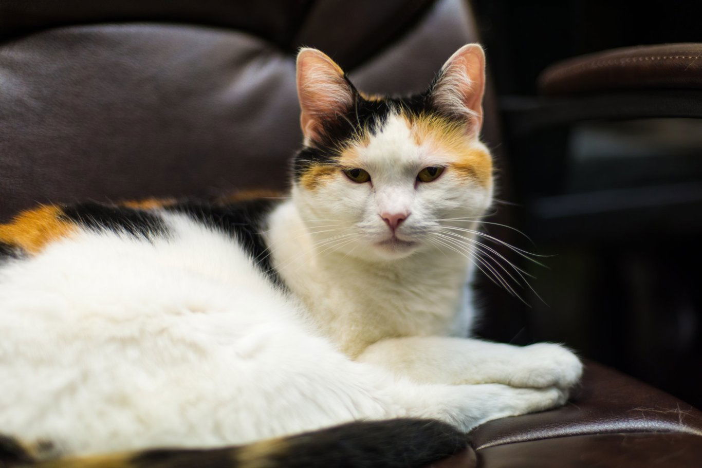 Kona, an adoptable Domestic Short Hair in Stafford, VA, 22554 | Photo Image 1