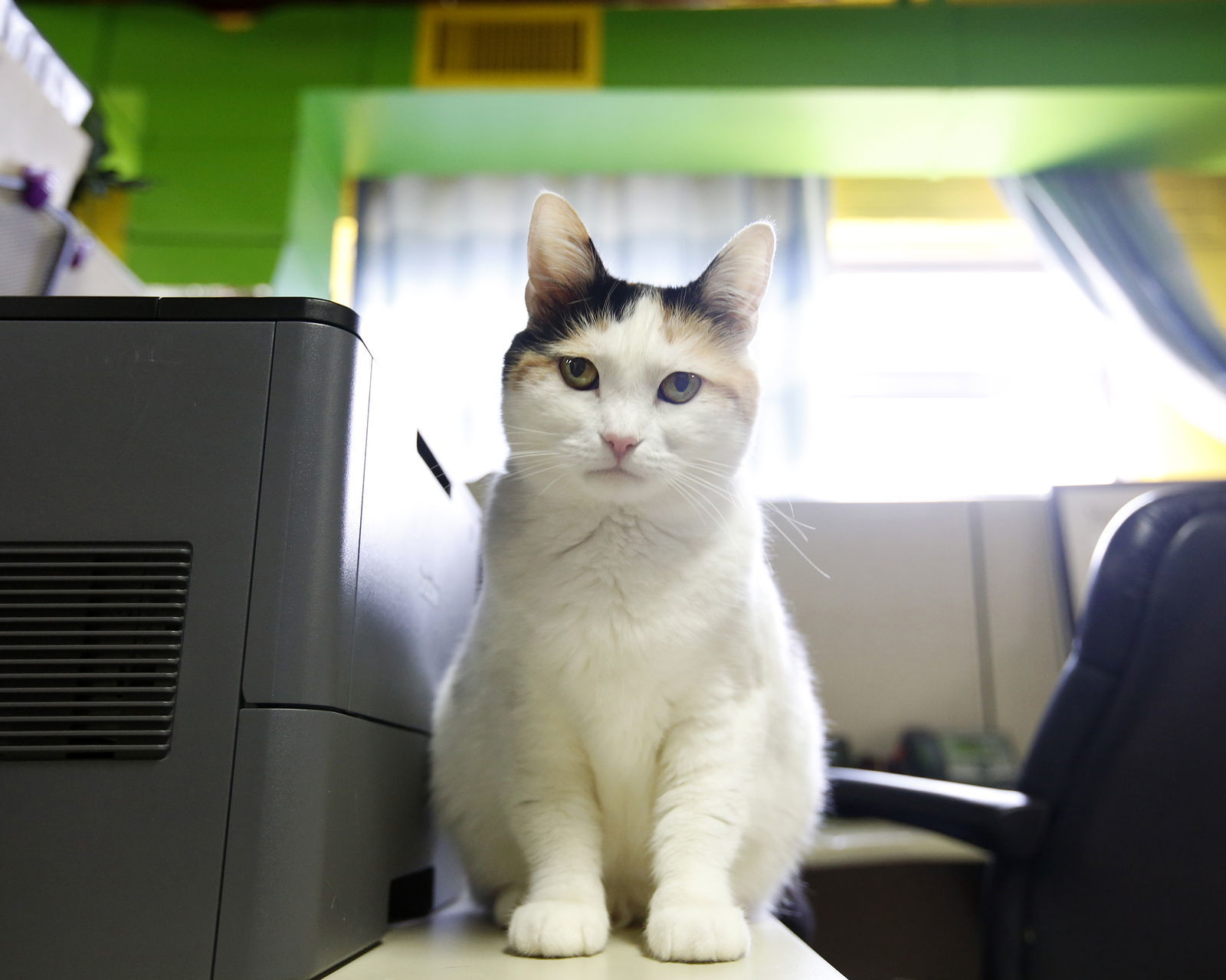 Kona, an adoptable Domestic Short Hair in Stafford, VA, 22554 | Photo Image 3