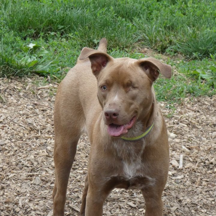 Sassy, an adopted Labrador Retriever Mix in Ringwood, NJ_image-1
