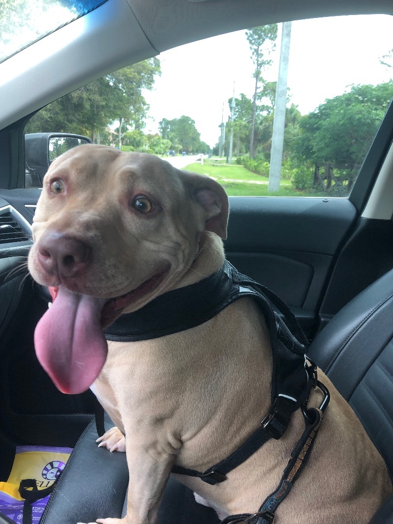 Lambo, an adoptable Pit Bull Terrier in ROYAL PALM BEACH, FL, 33411 | Photo Image 1
