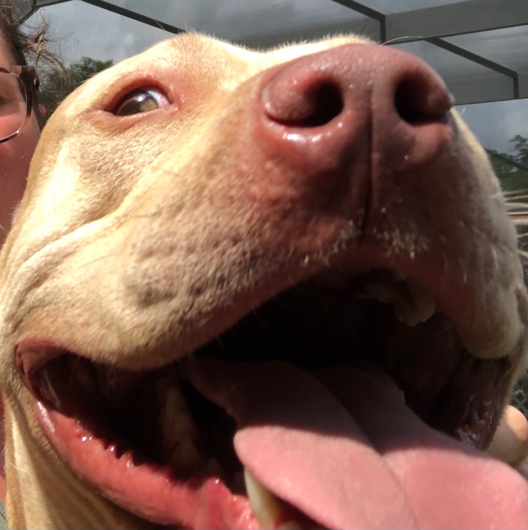 Lambo, an adoptable Pit Bull Terrier in ROYAL PALM BEACH, FL, 33411 | Photo Image 3
