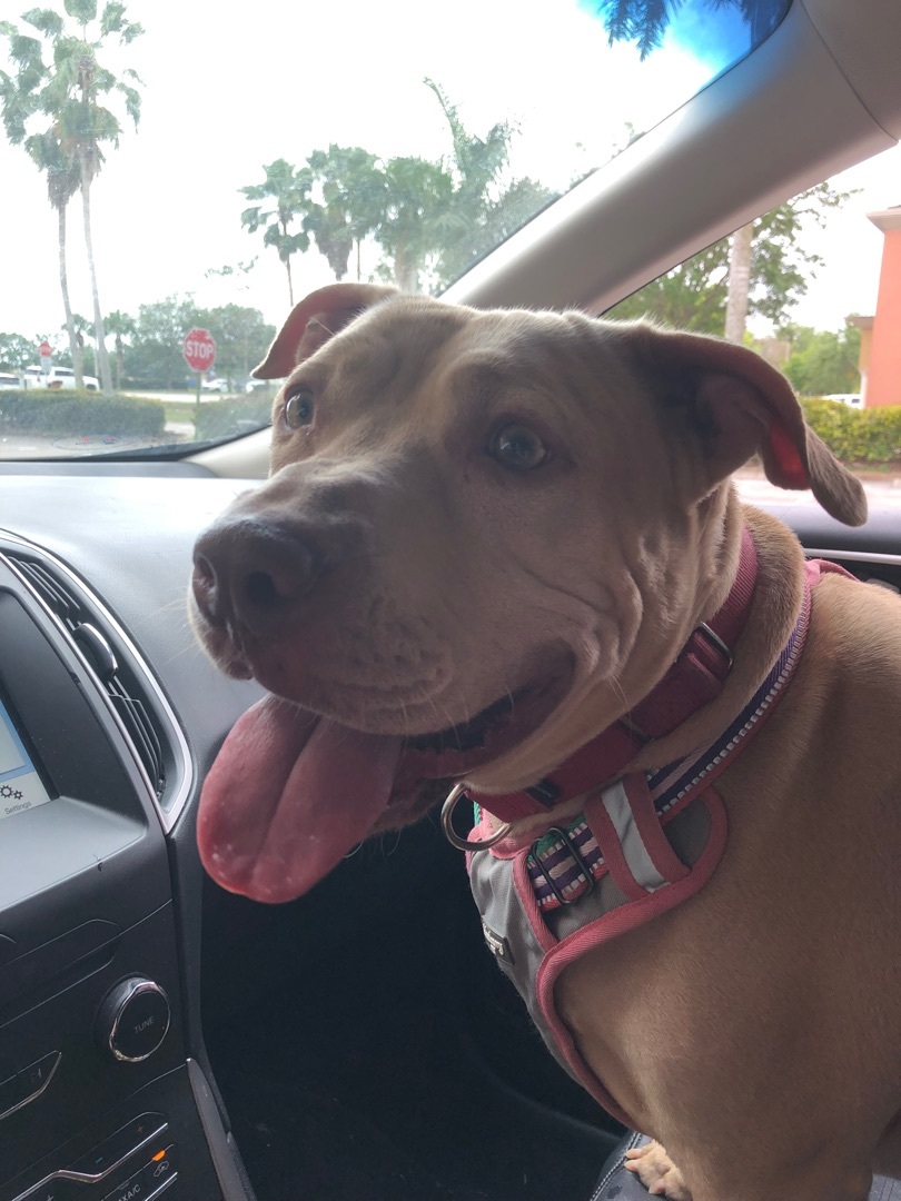 Lambo, an adoptable Pit Bull Terrier in ROYAL PALM BEACH, FL, 33411 | Photo Image 6