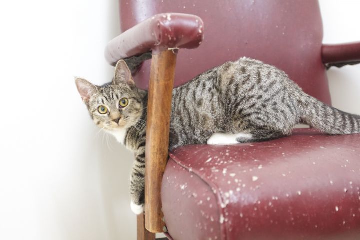 Cat for adoption - Kiwi, a Domestic Short Hair in ...