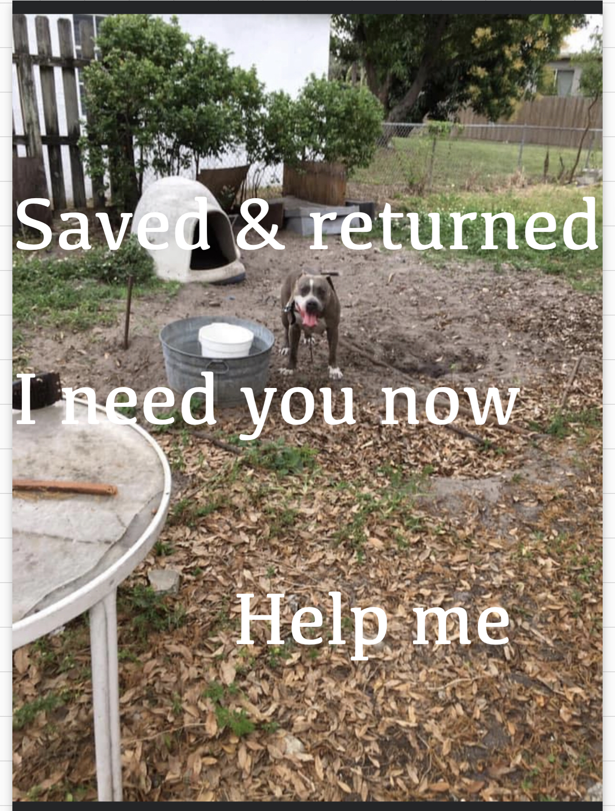 Zeek, an adoptable Terrier in Coral Springs, FL, 33071 | Photo Image 1