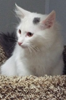 Biltmore, an adoptable Domestic Long Hair in Green Valley, AZ, 85614 | Photo Image 4