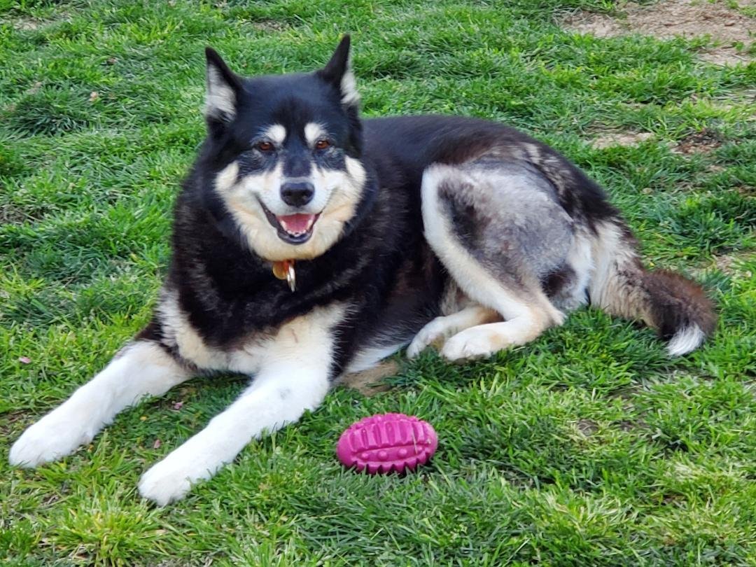 Nori, an adoptable Siberian Husky, Alaskan Malamute in Walnut Creek, CA, 94598 | Photo Image 1