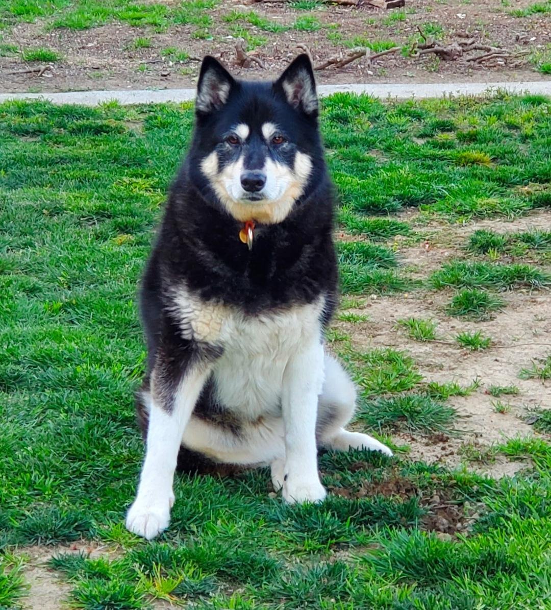 Nori, an adoptable Siberian Husky, Alaskan Malamute in Walnut Creek, CA, 94598 | Photo Image 2