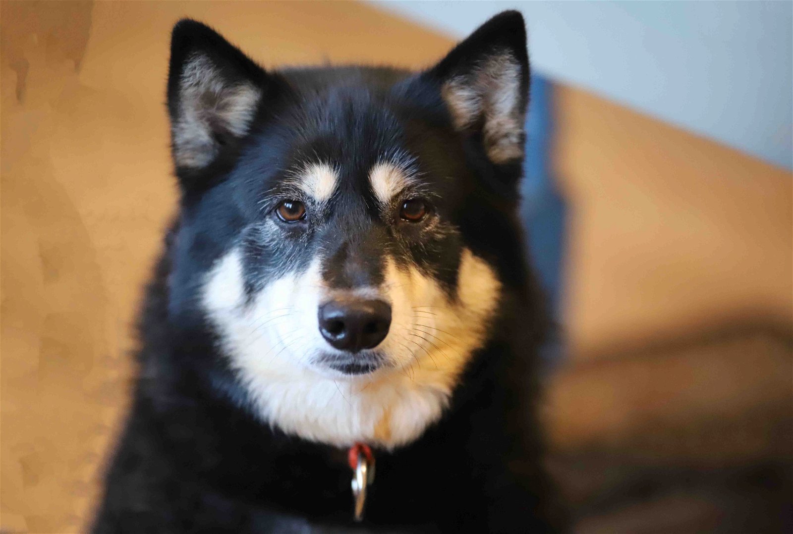 Nori, an adoptable Siberian Husky, Alaskan Malamute in Walnut Creek, CA, 94598 | Photo Image 3