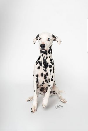 Dog For Adoption Pongo Adoption Pending A Dalmatian In Gardena Ca Petfinder