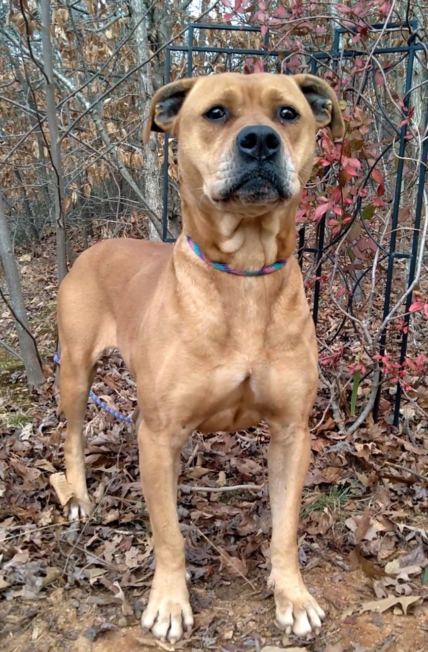 Shawnee, an adoptable Pit Bull Terrier, Boxer in Westminster, SC, 29693 | Photo Image 3