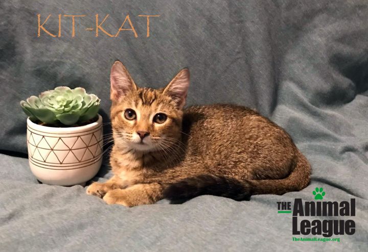Kit-Kat 2