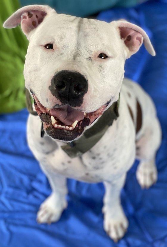 Bo Bo, an adoptable Pit Bull Terrier in Kansas City, MO_image-3