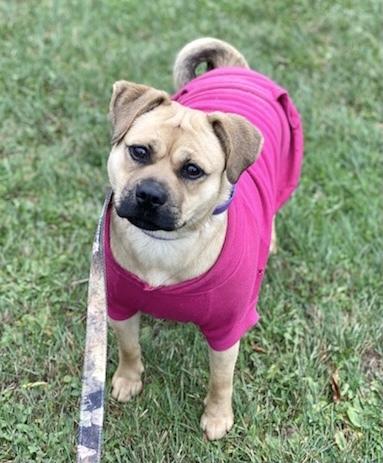 Maggie, an adopted Pug Mix in Kittanning, PA_image-1