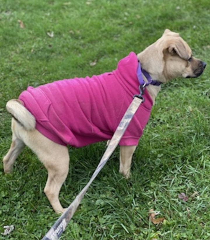 Maggie, an adopted Pug Mix in Kittanning, PA_image-2