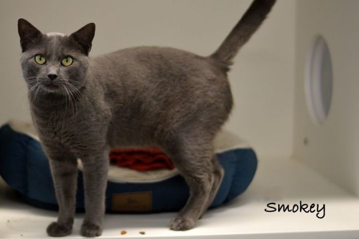 Smokey, an adoptable Domestic Short Hair in Carneys Point, NJ_image-2