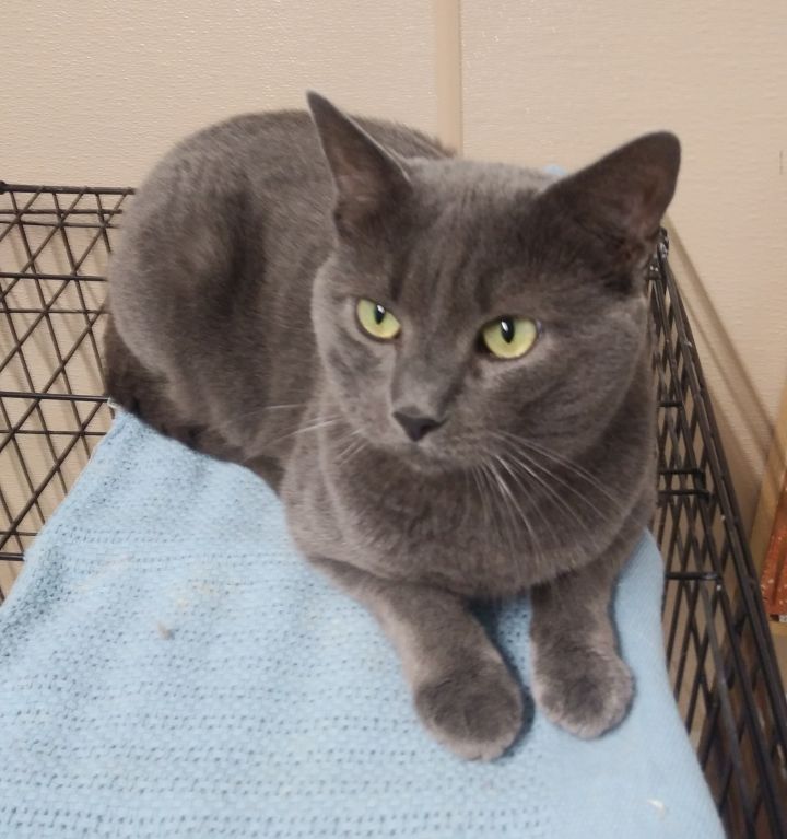 Smokey, an adoptable Domestic Short Hair in Carneys Point, NJ_image-1