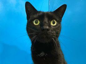 Chico, an adoptable Domestic Short Hair in Powell, OH_image-1