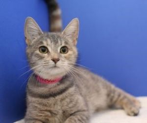 Cat For Adoption Fresca A Domestic Short Hair In Powell Oh Petfinder