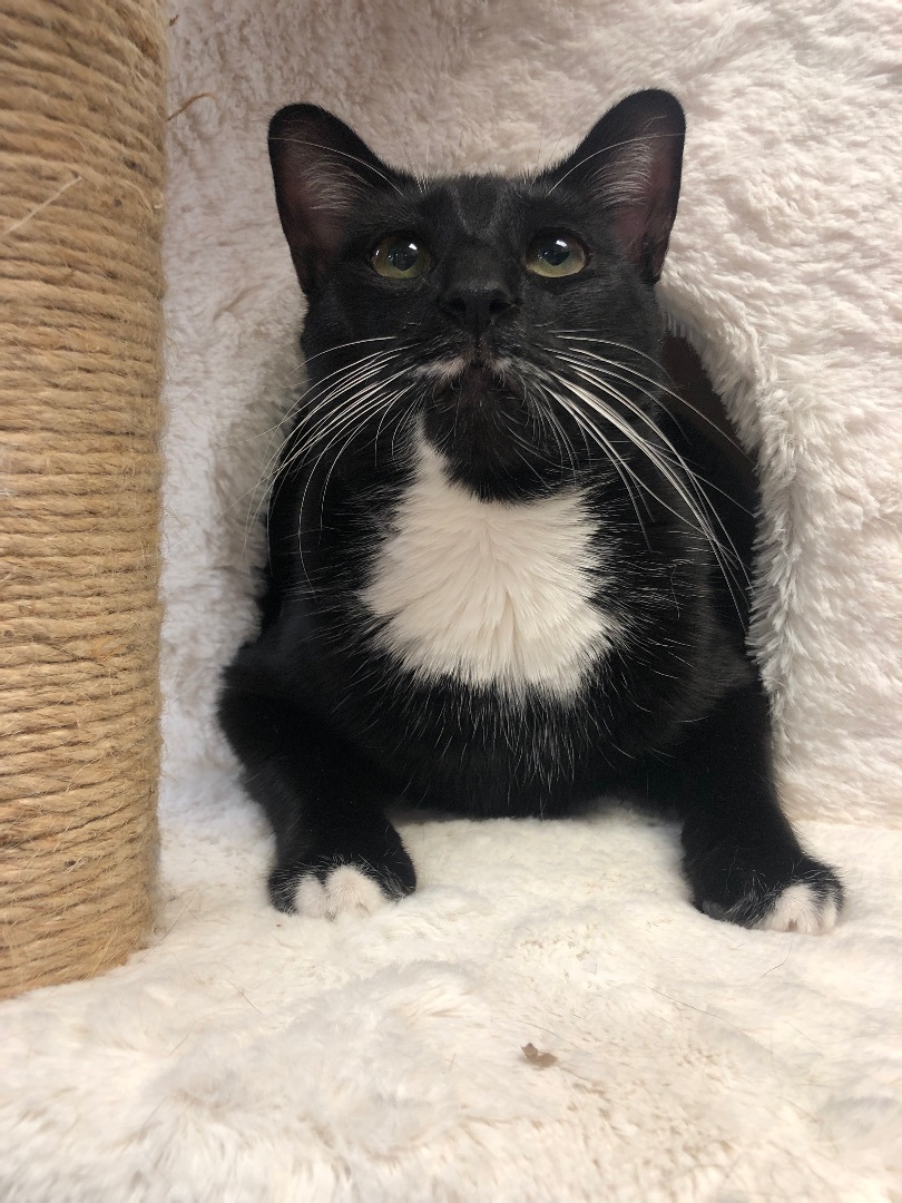 Dixie Cat, an adoptable Tuxedo in Bradenton, FL, 34207 | Photo Image 3