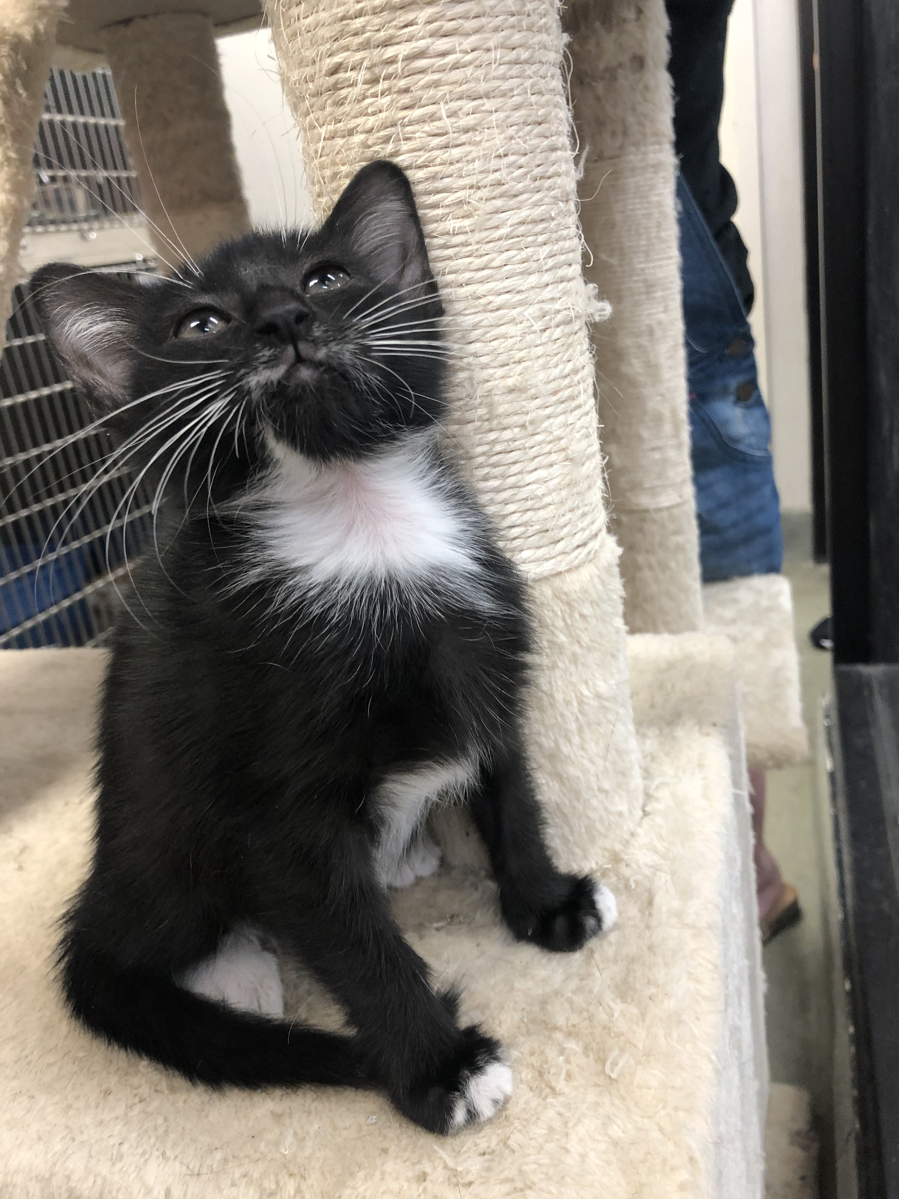 Dixie Cat, an adoptable Tuxedo in Bradenton, FL, 34207 | Photo Image 4