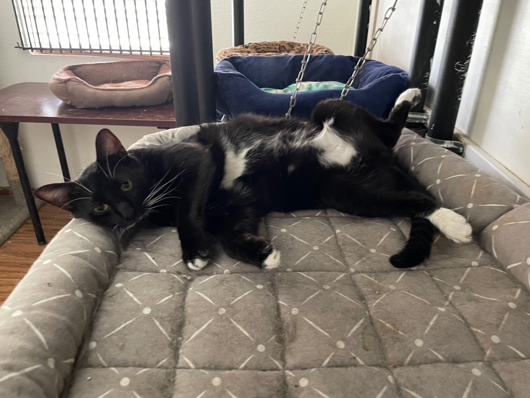 Dixie Cat, an adoptable Tuxedo in Bradenton, FL, 34207 | Photo Image 1