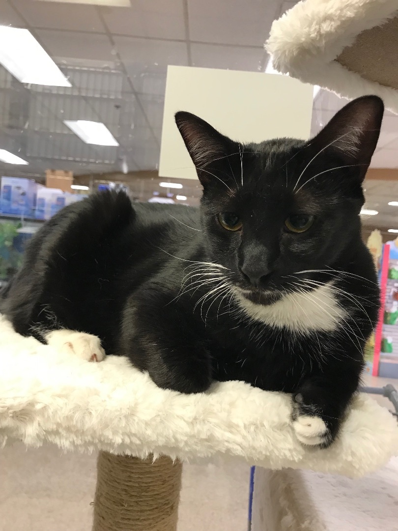 Dixie Cat, an adoptable Tuxedo in Bradenton, FL, 34207 | Photo Image 5