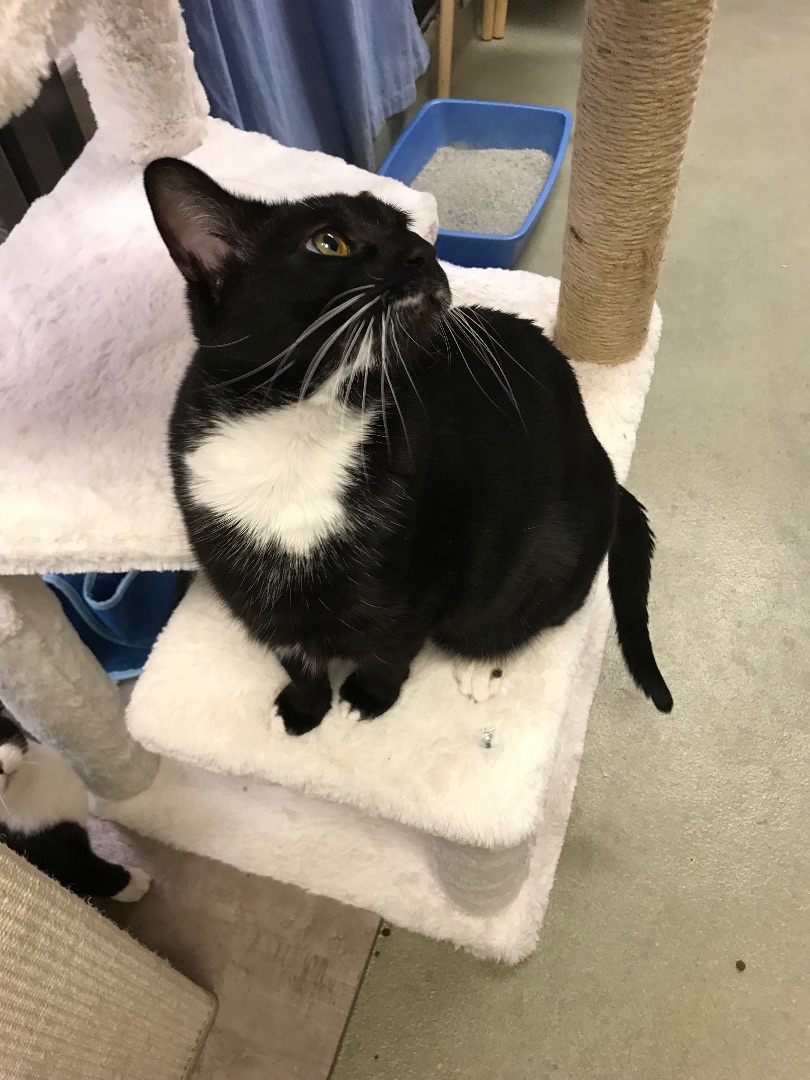 Dixie Cat, an adoptable Tuxedo in Bradenton, FL, 34207 | Photo Image 6