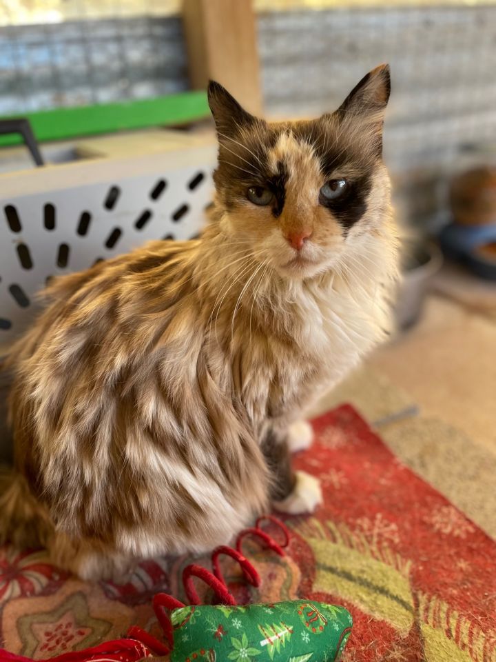 Cali, an adopted Calico & Domestic Long Hair Mix in Williamsburg, NM_image-2