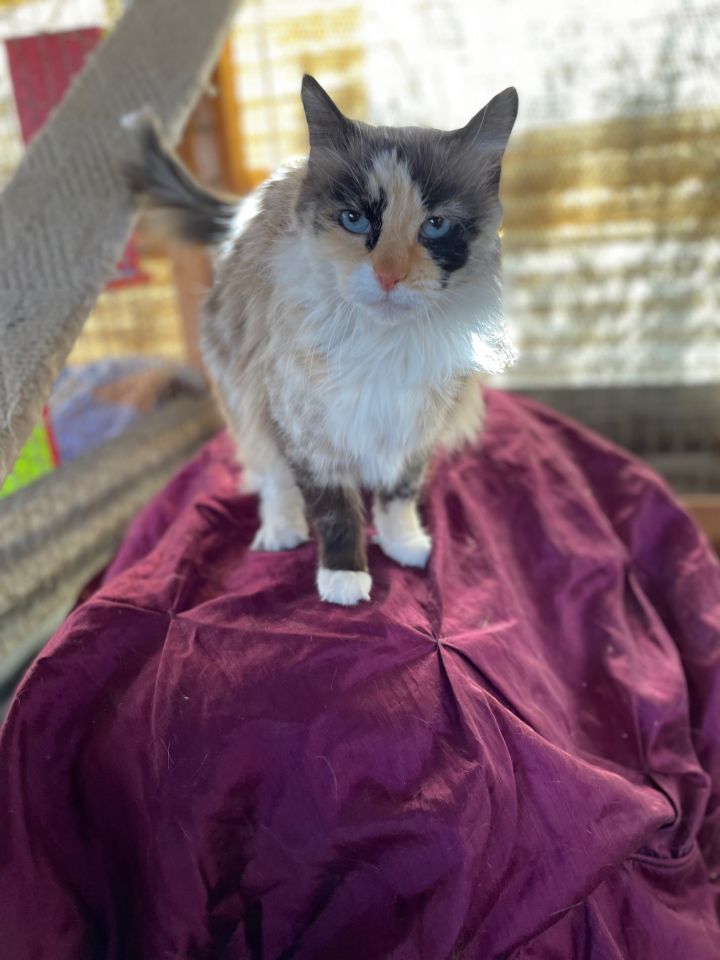Cali, an adopted Calico & Domestic Long Hair Mix in Williamsburg, NM_image-3