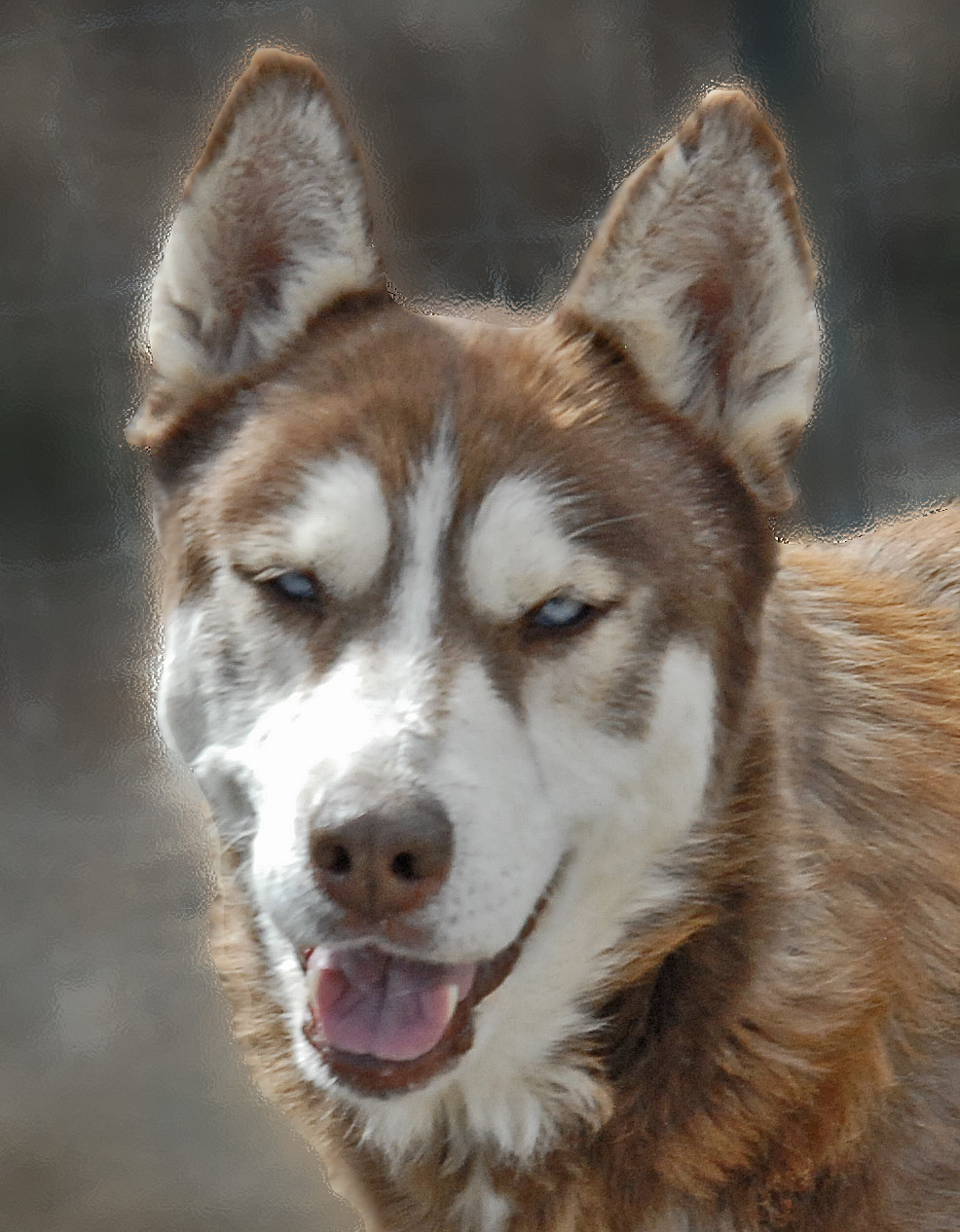 Brandi, an adoptable Husky in San Luis, CO, 81152 | Photo Image 1