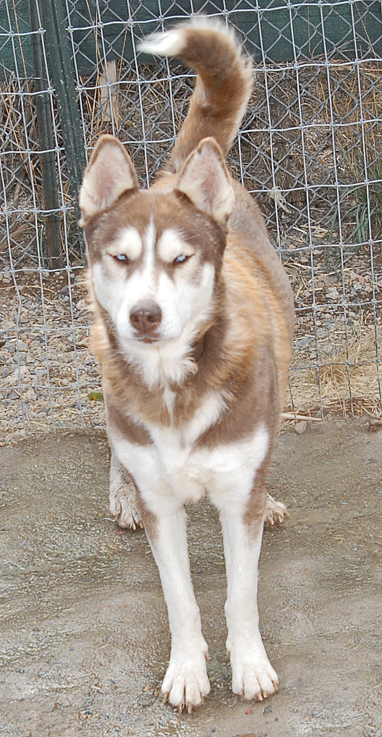 Brandi, an adoptable Husky in San Luis, CO, 81152 | Photo Image 2