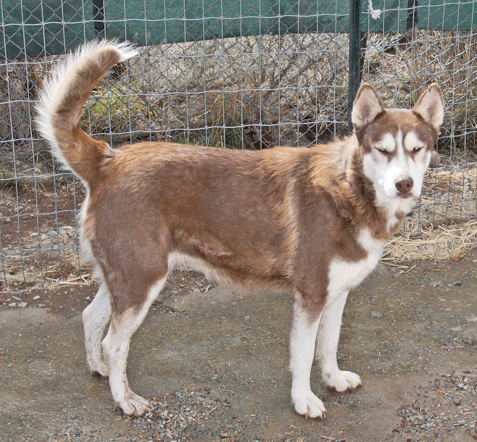 Brandi, an adoptable Husky in San Luis, CO, 81152 | Photo Image 3