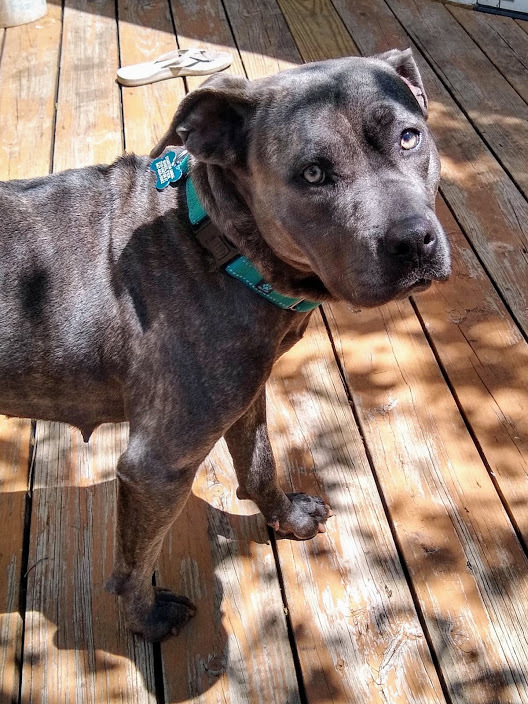 Dog for adoption - Farah, a Terrier Mix in Evanston, IL | Petfinder