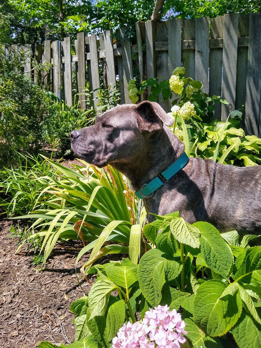 Farah, an adoptable Terrier in Evanston, IL, 60202 | Photo Image 1