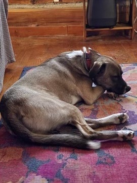 Duke, an adoptable Great Dane, Labrador Retriever in Mount Juliet, TN, 37122 | Photo Image 2