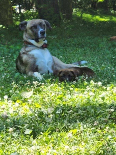 Duke, an adoptable Great Dane, Labrador Retriever in Mount Juliet, TN, 37122 | Photo Image 3