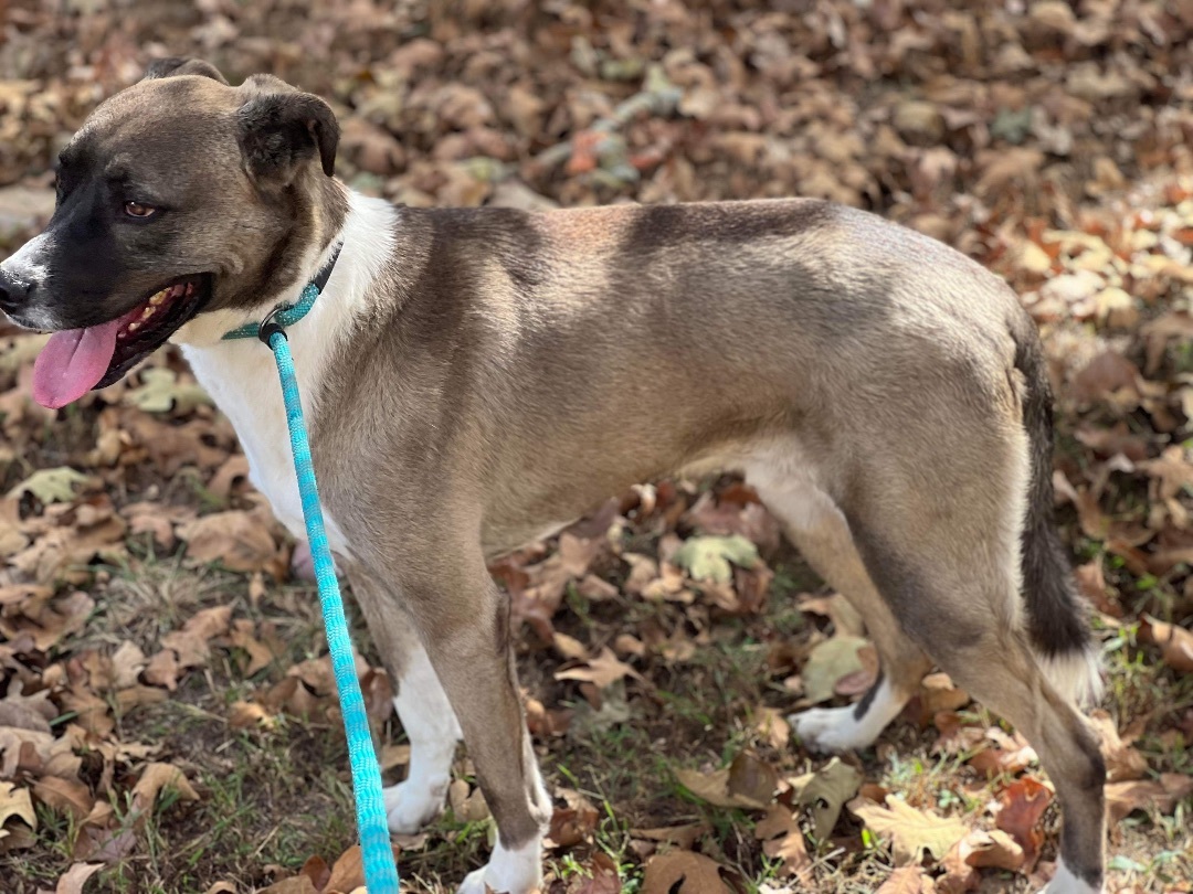 Duke, an adoptable Great Dane, Labrador Retriever in Mount Juliet, TN, 37122 | Photo Image 4