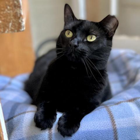 Magic, an adoptable Domestic Short Hair in Middletown, NY, 10940 | Photo Image 1