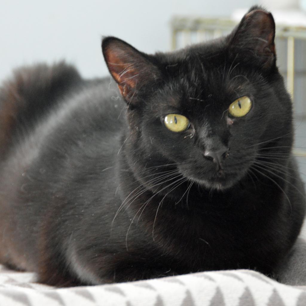 Magic, an adoptable Domestic Short Hair in Middletown, NY, 10940 | Photo Image 1