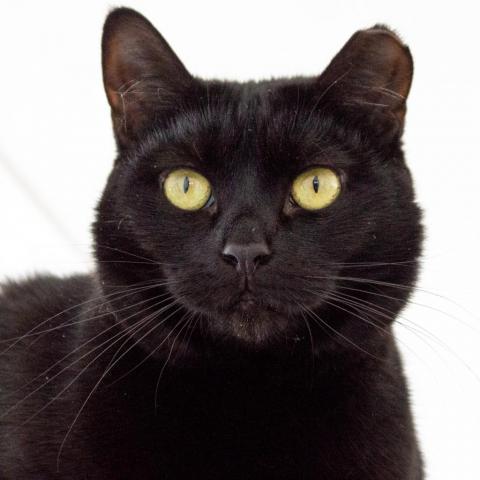 Magic, an adoptable Domestic Short Hair in Middletown, NY, 10940 | Photo Image 2