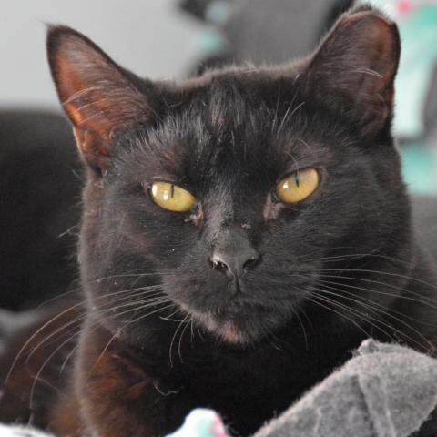 Magic, an adoptable Domestic Short Hair in Middletown, NY, 10940 | Photo Image 2