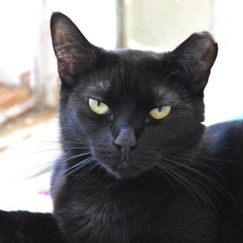 Magic, an adoptable Domestic Short Hair in Middletown, NY, 10940 | Photo Image 2