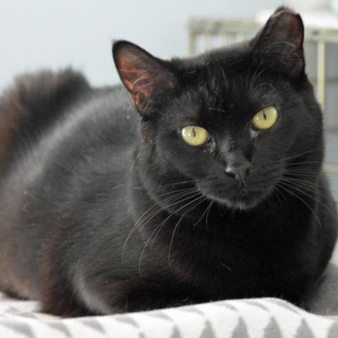 Magic, an adoptable Domestic Short Hair in Middletown, NY, 10940 | Photo Image 3