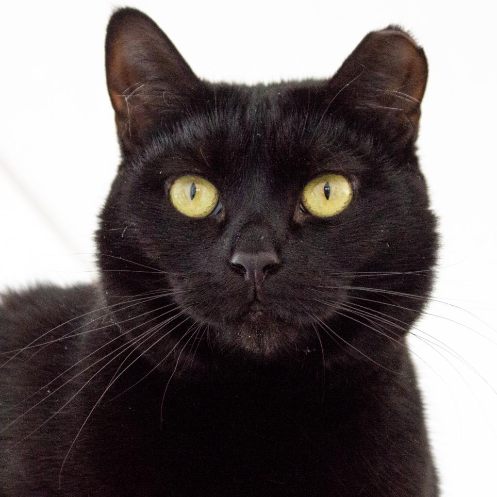 Magic, an adoptable Domestic Short Hair in Middletown, NY, 10940 | Photo Image 3