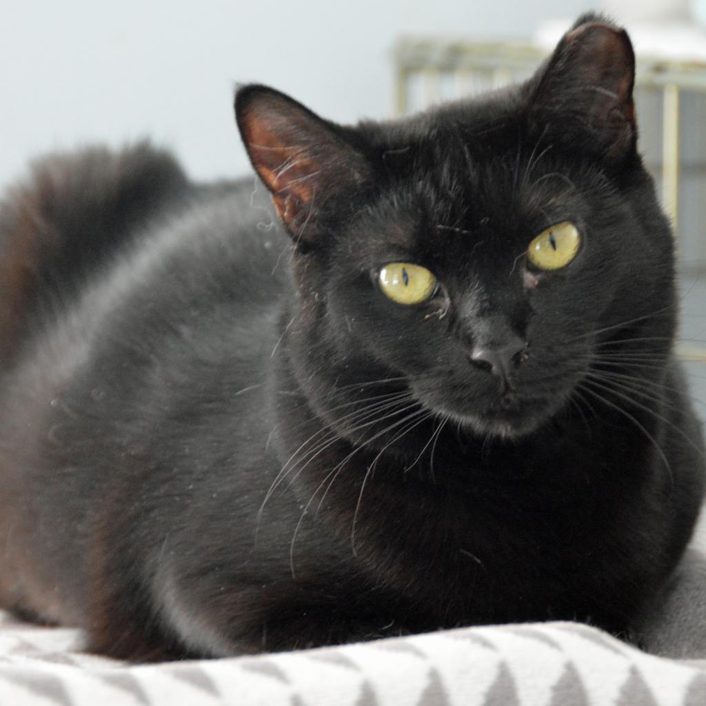 Magic, an adoptable Domestic Short Hair in Middletown, NY, 10940 | Photo Image 4