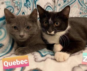 Quebec and Zulu