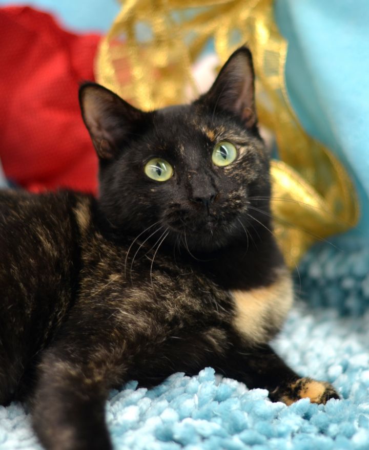 Cat For Adoption Bessie 1960 I45 Petsmart A Tortoiseshell In Houston Tx Petfinder