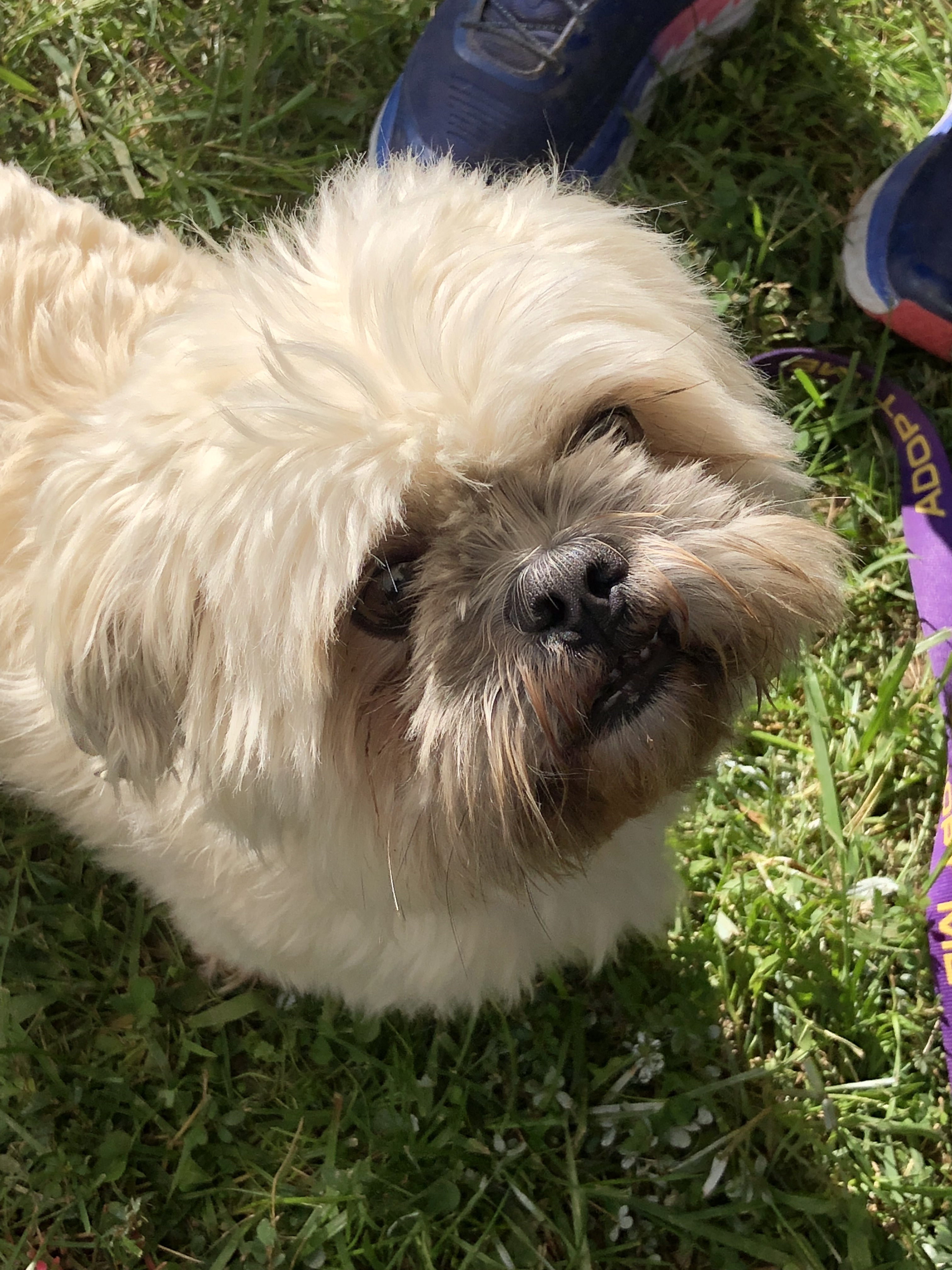 Louie, an adoptable Shih Tzu in Queenstown, MD, 21658 | Photo Image 2