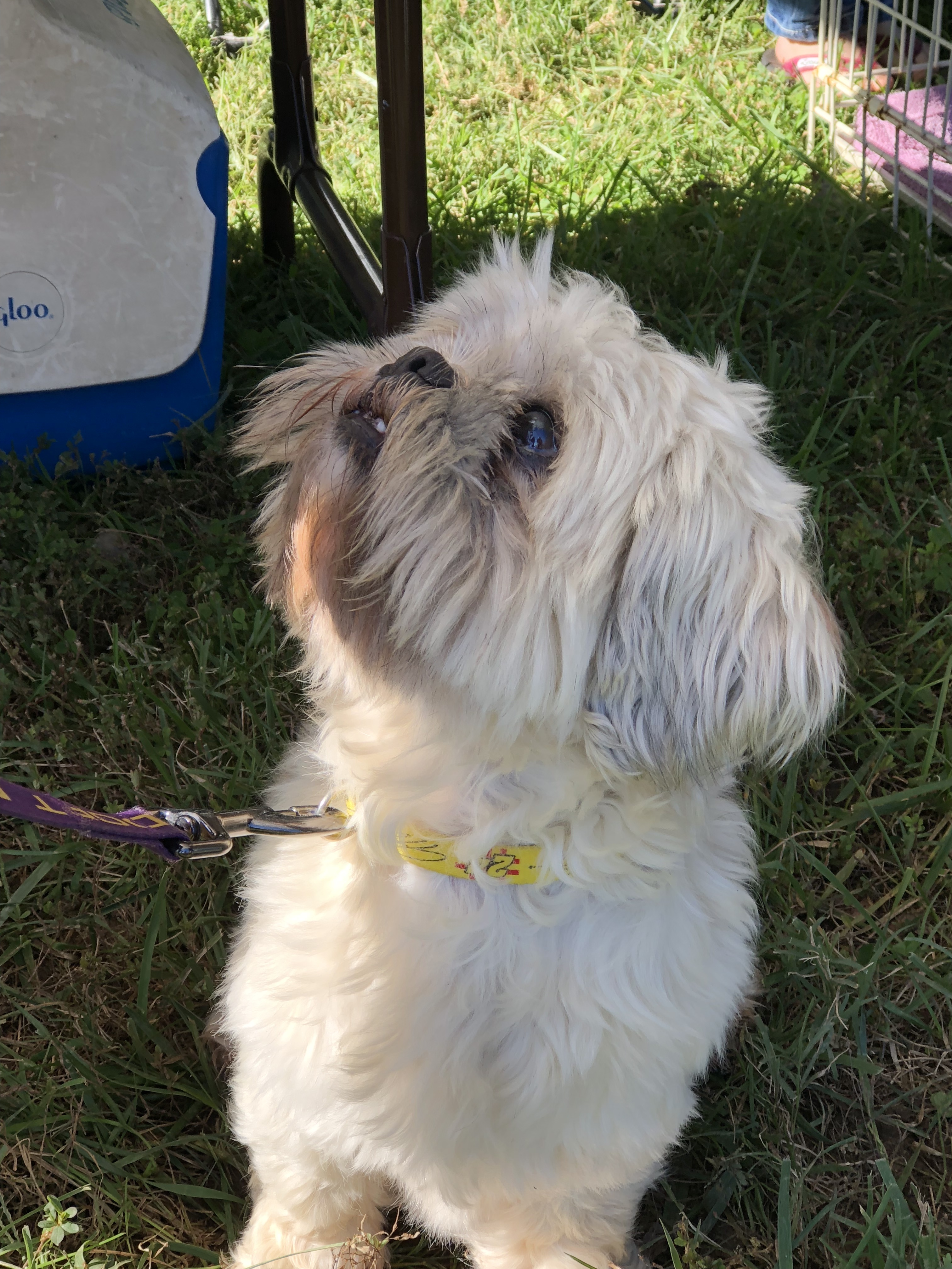 Louie, an adoptable Shih Tzu in Queenstown, MD, 21658 | Photo Image 1