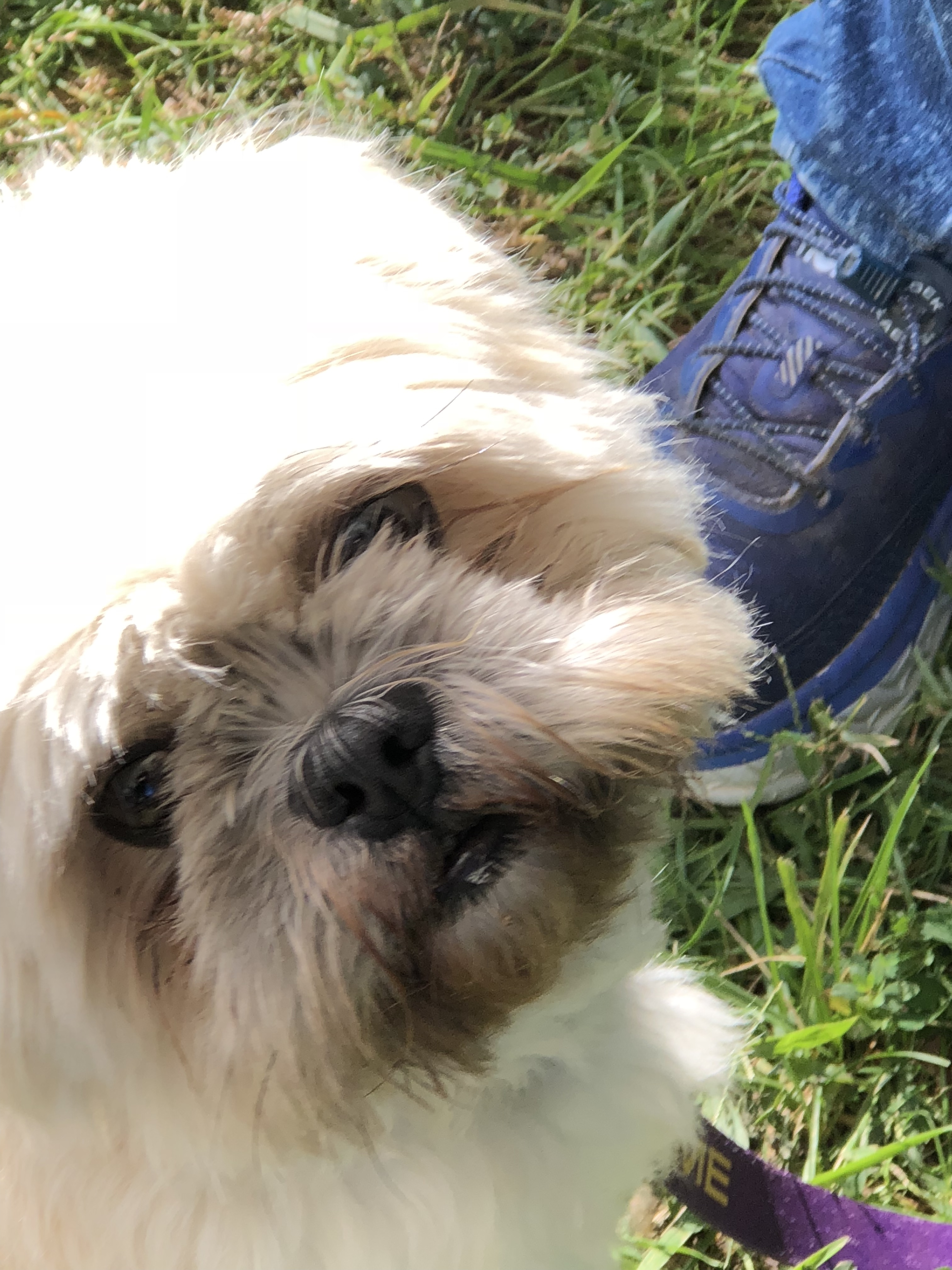 Louie, an adoptable Shih Tzu in Queenstown, MD, 21658 | Photo Image 3